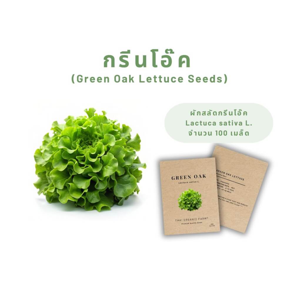เมล็ดพันธุ์ผักสลัดกรีนโอ๊ค LETPOT ไทย ออแกนิค ฟาร์ม_2